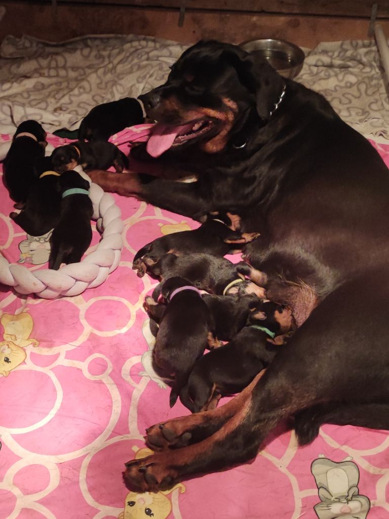 chiot Rottweiler Vom Kriegerhorde