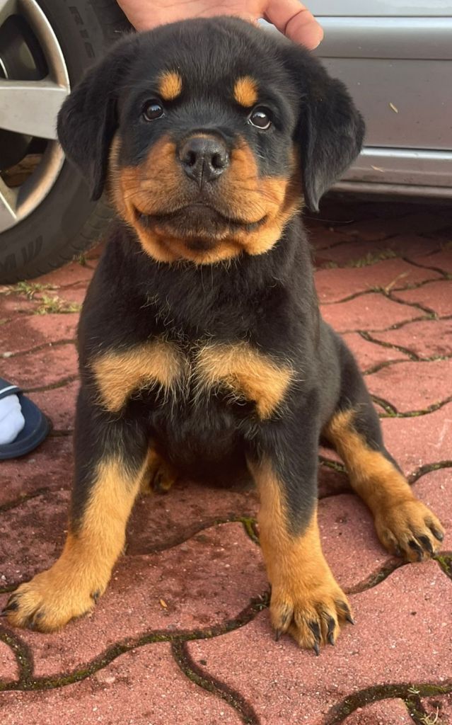 Vom Kriegerhorde - Chiot disponible  - Rottweiler