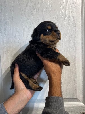 CHIOT bleu