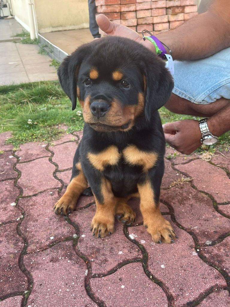 Vom Kriegerhorde - Chiot disponible  - Rottweiler